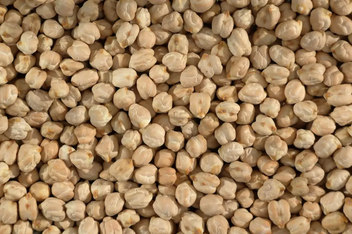 Nahaufnahme von trockenen Kichererbsen, bereit zur Zubereitung aus der Dose.